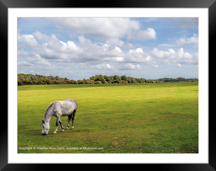 New Forest Pony Framed Mounted Print by Stephen Munn