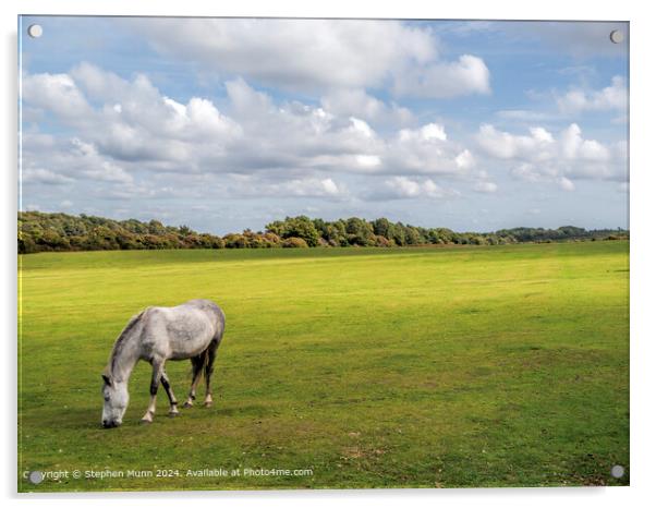 New Forest Pony Acrylic by Stephen Munn