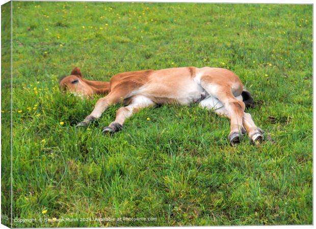 New Forest Pony Asleep Canvas Print by Stephen Munn