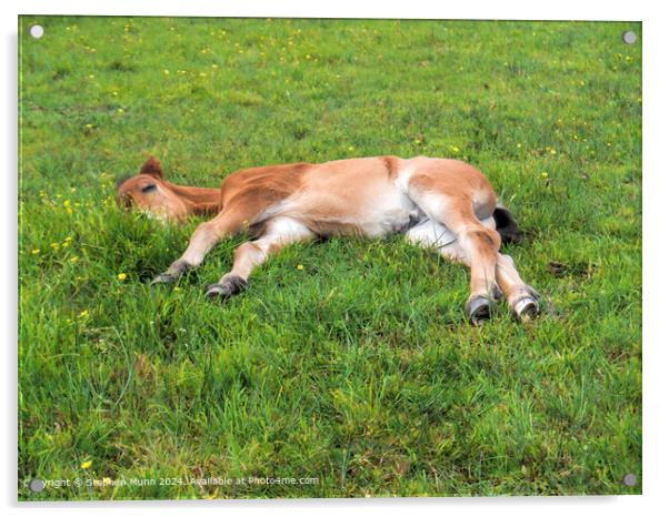 New Forest Pony Asleep Acrylic by Stephen Munn