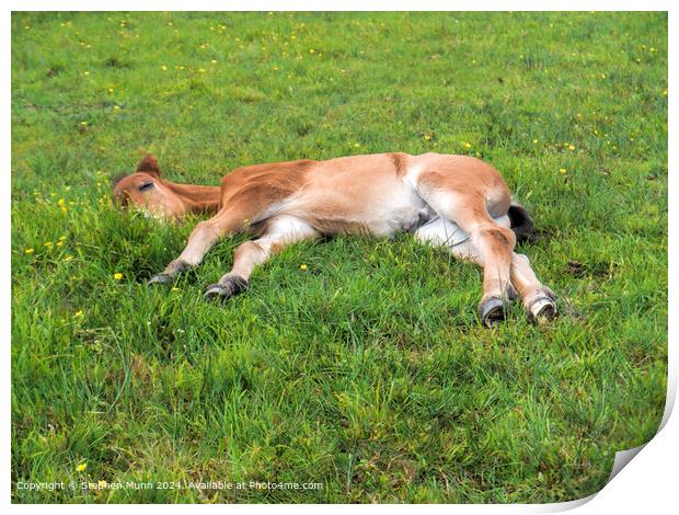New Forest Pony Asleep Print by Stephen Munn