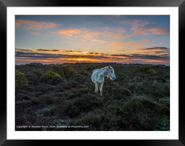 Golden Sunrise, New Forest Pony Framed Mounted Print by Stephen Munn