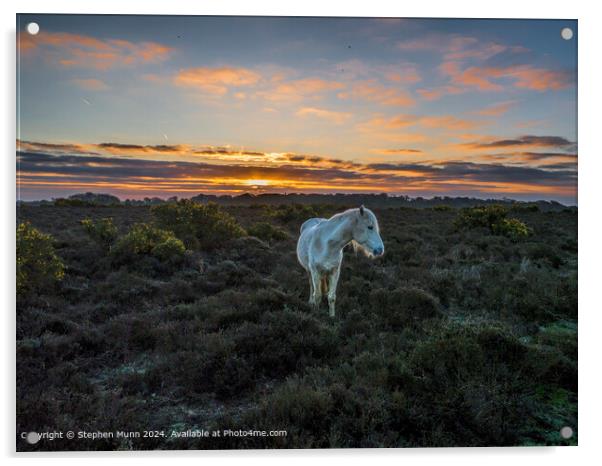 Golden Sunrise, New Forest Pony Acrylic by Stephen Munn