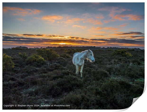 Golden Sunrise, New Forest Pony Print by Stephen Munn