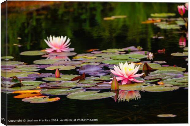 Pink and Yellow Waterlilies Canvas Print by Graham Prentice