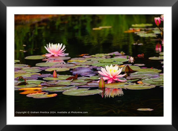 Pink and Yellow Waterlilies Framed Mounted Print by Graham Prentice