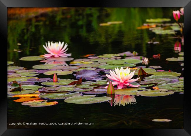 Pink and Yellow Waterlilies Framed Print by Graham Prentice