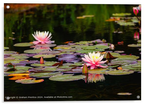 Pink and Yellow Waterlilies Acrylic by Graham Prentice
