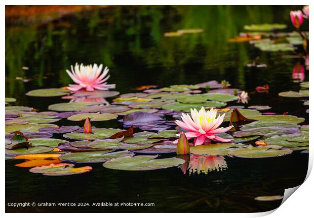 Pink and Yellow Waterlilies Print by Graham Prentice