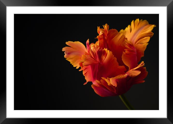 Beautiful orange parrot tulip flower studio shot on black background. Framed Mounted Print by Andrea Obzerova