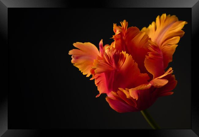Beautiful orange parrot tulip flower studio shot on black background. Framed Print by Andrea Obzerova