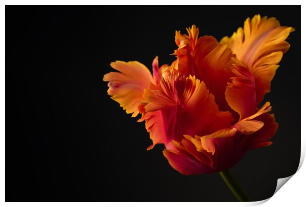 Beautiful orange parrot tulip flower studio shot on black background. Print by Andrea Obzerova