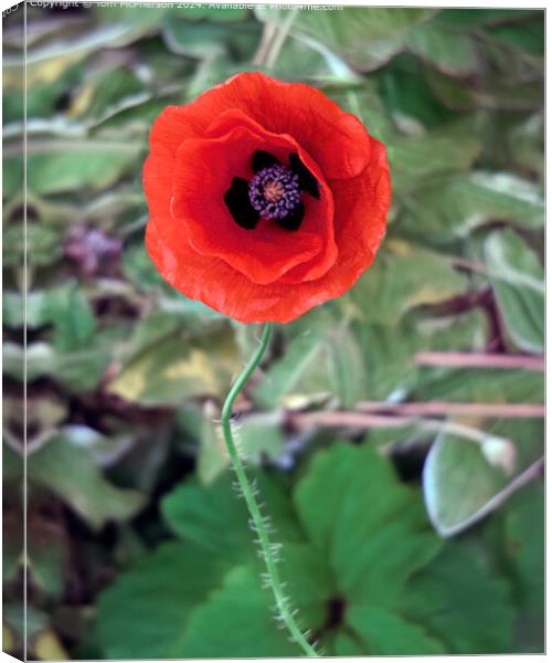Striking Red Poppy Flora Canvas Print by Tom McPherson