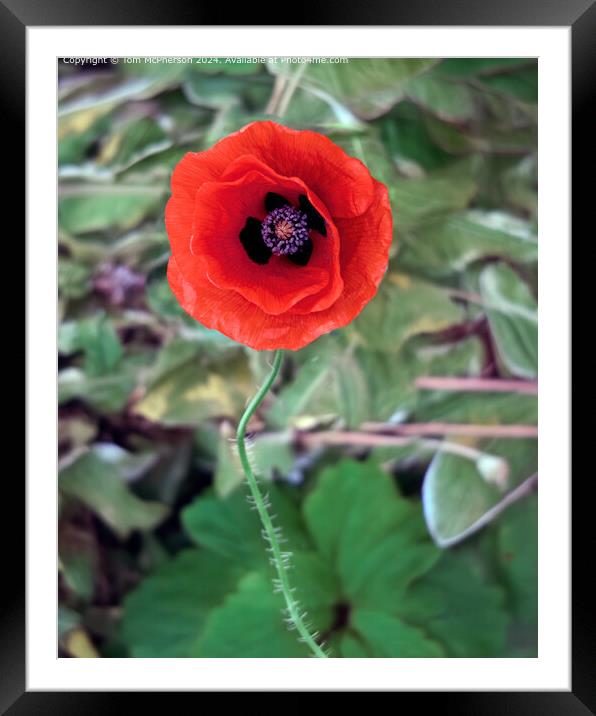 Striking Red Poppy Flora Framed Mounted Print by Tom McPherson