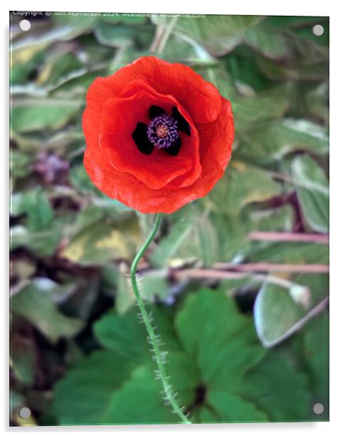 Striking Red Poppy Flora Acrylic by Tom McPherson
