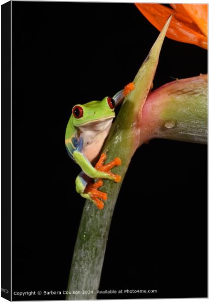 Red-Eyed Tree Frog Close-Up Canvas Print by Barbara Coulson