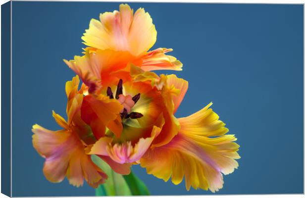 Amazing Parrot Tulip Orange Bloom Canvas Print by Andrea Obzerova