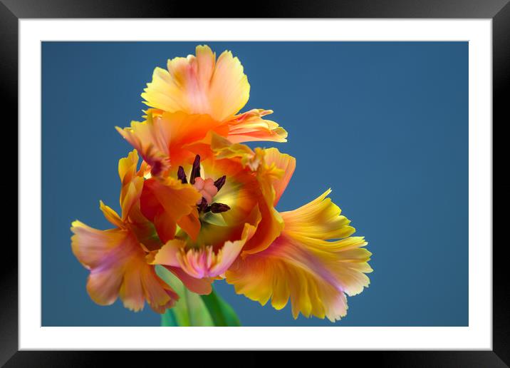 Amazing Parrot Tulip Orange Bloom Framed Mounted Print by Andrea Obzerova