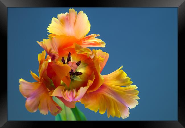 Amazing Parrot Tulip Orange Bloom Framed Print by Andrea Obzerova