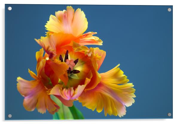 Amazing Parrot Tulip Orange Bloom Acrylic by Andrea Obzerova