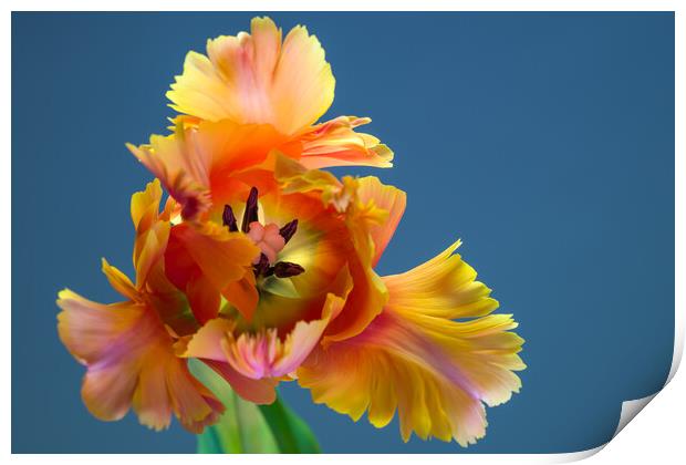 Amazing Parrot Tulip Orange Bloom Print by Andrea Obzerova