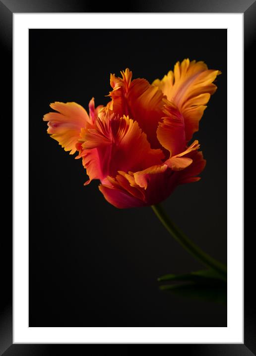 Dramatic Amazing Parrot Tulip Bloom on black background. Framed Mounted Print by Andrea Obzerova