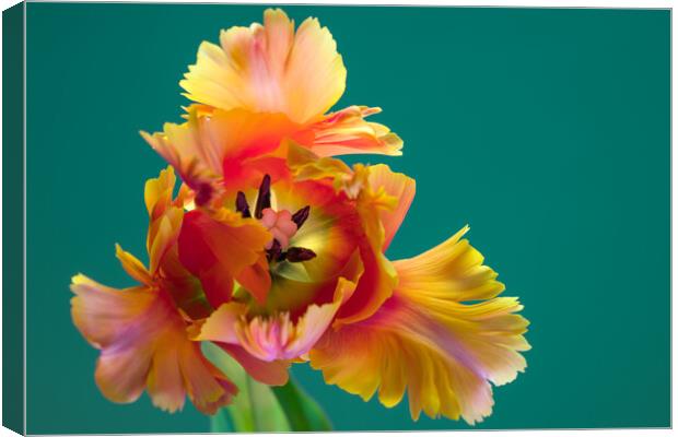 Unique Parrot Tulip Flower on green background Canvas Print by Andrea Obzerova
