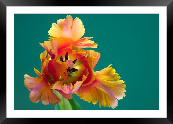 Unique Parrot Tulip Flower on green background Framed Mounted Print by Andrea Obzerova