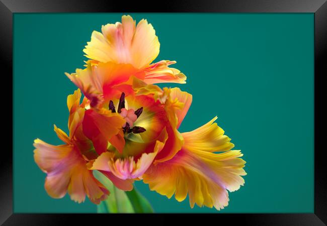 Unique Parrot Tulip Flower on green background Framed Print by Andrea Obzerova