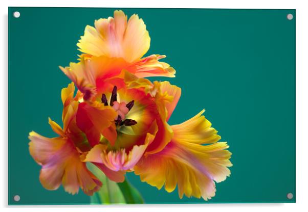 Unique Parrot Tulip Flower on green background Acrylic by Andrea Obzerova