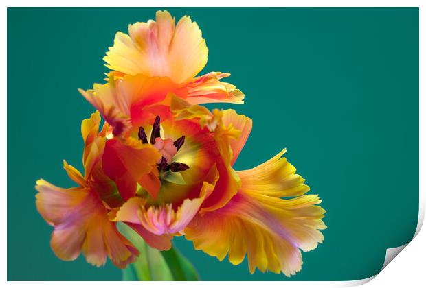 Unique Parrot Tulip Flower on green background Print by Andrea Obzerova
