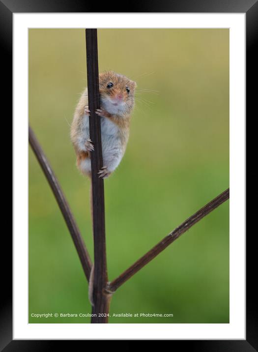 Harvest Mouse Climbing Twig Framed Mounted Print by Barbara Coulson