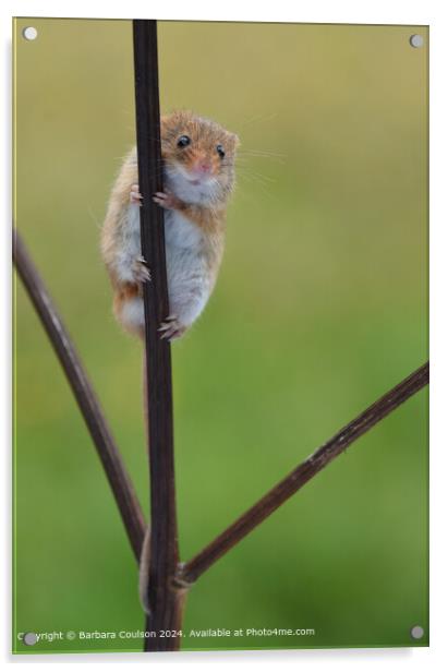 Harvest Mouse Climbing Twig Acrylic by Barbara Coulson