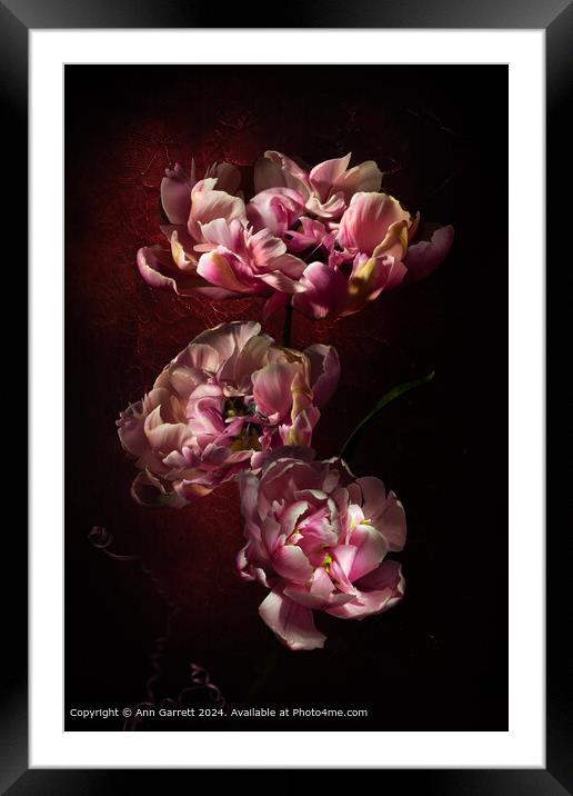 Pink Star Tulip Trio Framed Mounted Print by Ann Garrett