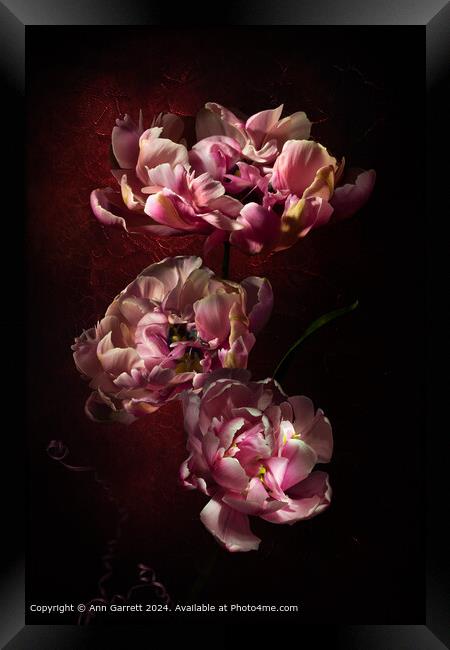 Pink Star Tulip Trio Framed Print by Ann Garrett