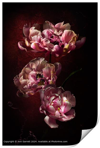 Pink Star Tulip Trio Print by Ann Garrett