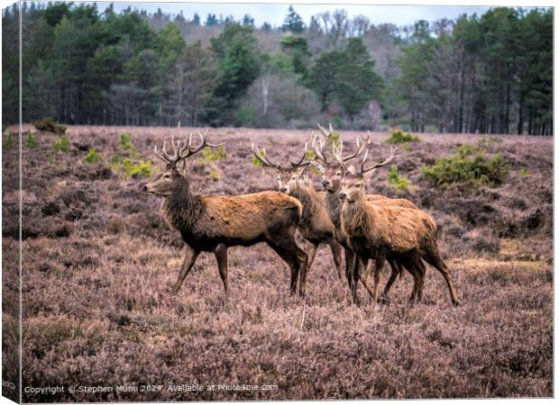 Stags Wildlife Nature Canvas Print by Stephen Munn