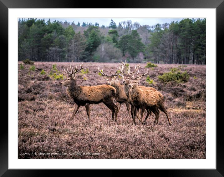 Stags Wildlife Nature Framed Mounted Print by Stephen Munn