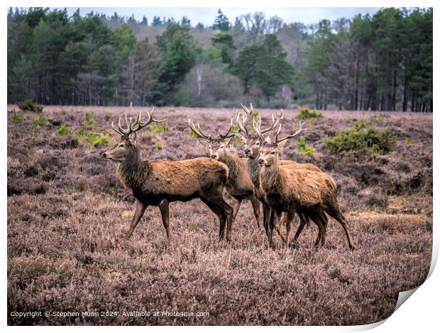 Stags Wildlife Nature Print by Stephen Munn