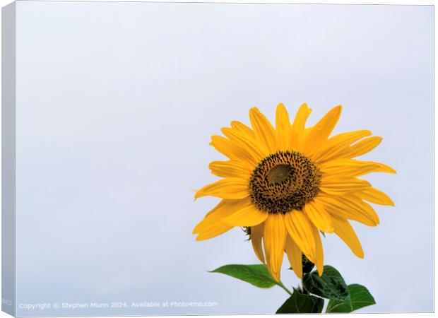 Sunflower Sky Contrast Canvas Print by Stephen Munn