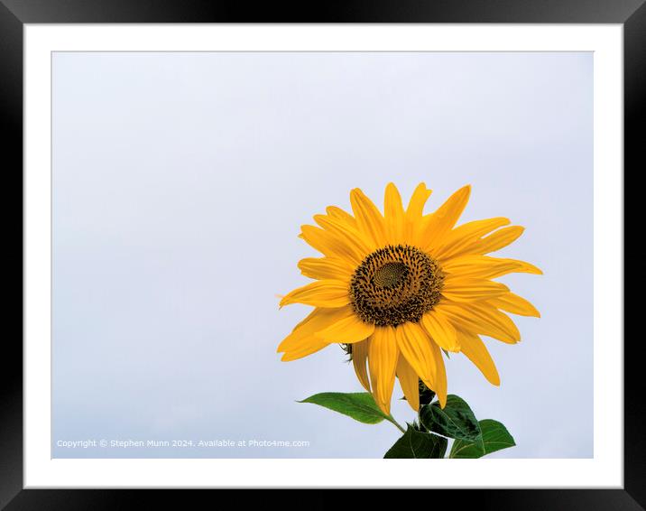 Sunflower Sky Contrast Framed Mounted Print by Stephen Munn