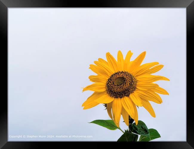 Sunflower Sky Contrast Framed Print by Stephen Munn