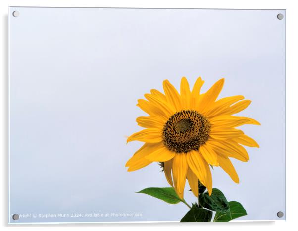 Sunflower Sky Contrast Acrylic by Stephen Munn