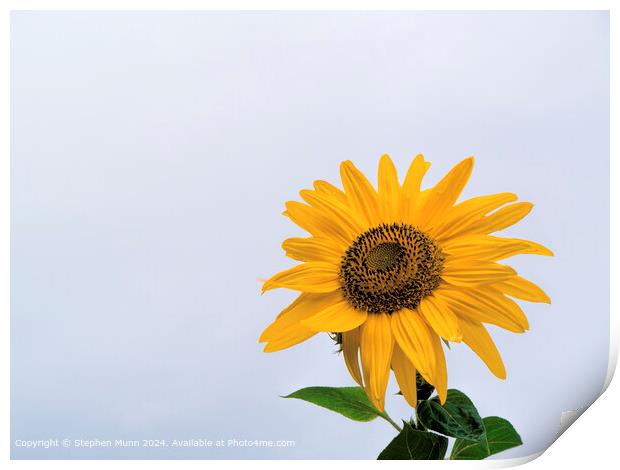 Sunflower Sky Contrast Print by Stephen Munn