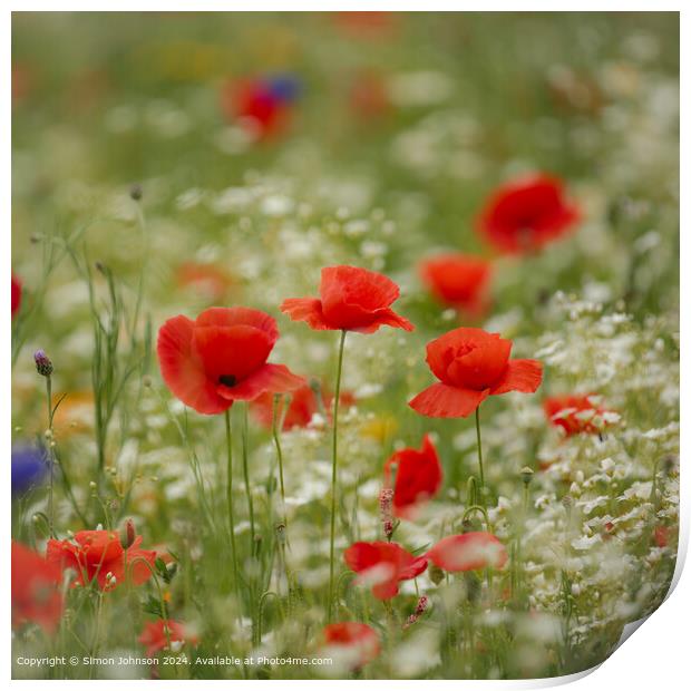Cotsowlds Meadow Poppy Print by Simon Johnson