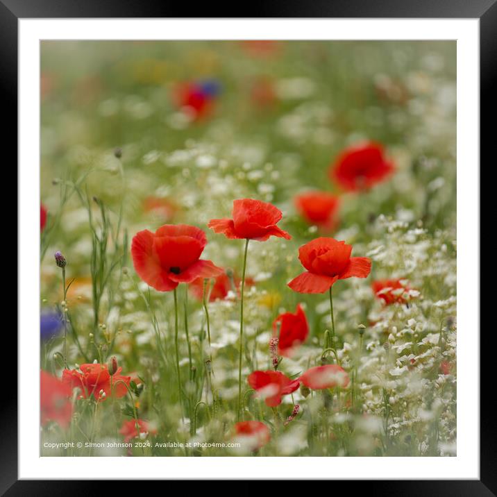Poppy Meadow Flowers, Cotswolds, Gloucestershire Framed Mounted Print by Simon Johnson