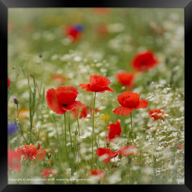 Poppy Meadow Flowers, Cotswolds, Gloucestershire Framed Print by Simon Johnson