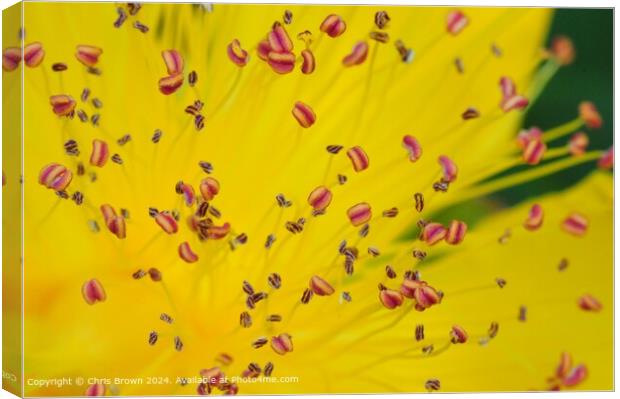 Yellow Flower Petal Texture Canvas Print by Chris Brown