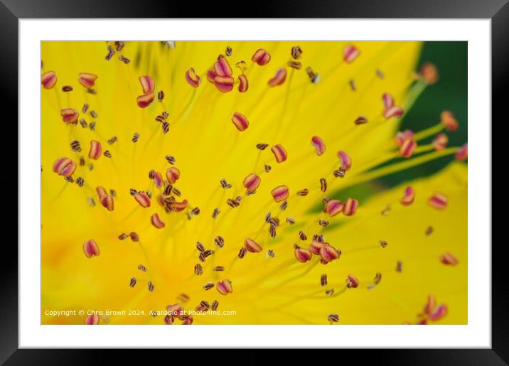 Yellow Flower Petal Texture Framed Mounted Print by Chris Brown