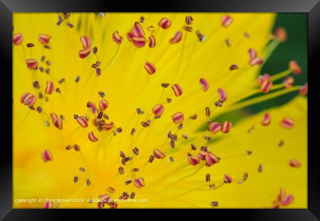 Yellow Flower Petal Texture Framed Print by Chris Brown